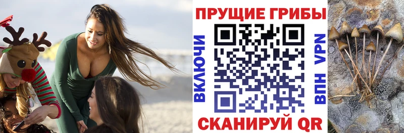 Псилоцибиновые грибы Psilocybine cubensis Черноголовка